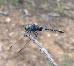 Zygonoides fuelleborni