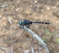 Zygonoides fuelleborni