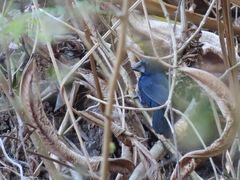 Cyanoloxia cyanoides