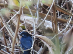 Cyanoloxia cyanoides