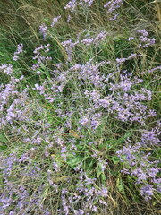 Limonium gmelinii