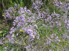 Limonium gmelinii