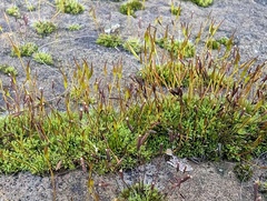 Tortula muralis