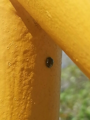 Brachyplatys subaeneus