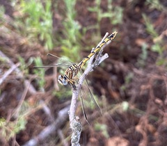 Crenigomphus hartmanni