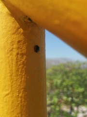 Brachyplatys subaeneus