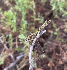 Crenigomphus hartmanni