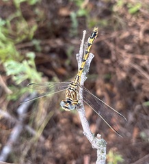 Crenigomphus hartmanni