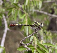 Paragomphus elpidius