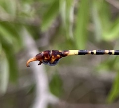 Paragomphus elpidius