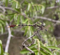 Paragomphus elpidius