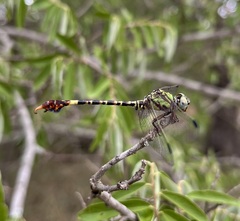 Paragomphus elpidius