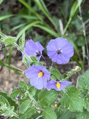Solanum xanti