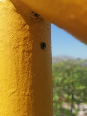 Brachyplatys subaeneus