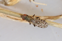 Pherbellia schoenherri