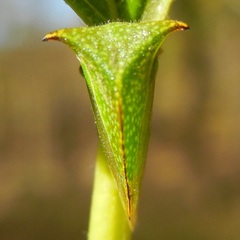Hadrophallus bubalus