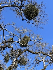 Phoradendron villosum