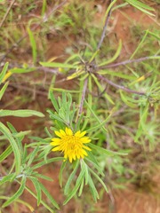 Geigeria burkei