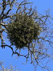 Phoradendron villosum