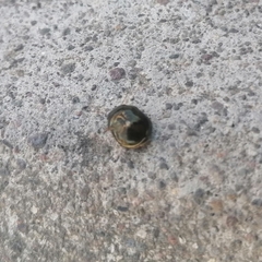 Brachyplatys subaeneus