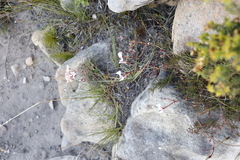 Pelargonium pinnatum