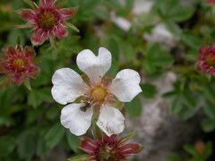 Potentilla clusiana