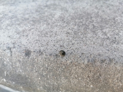 Brachyplatys subaeneus