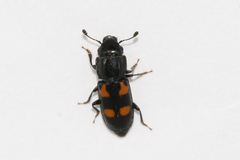 Glischrochilus quadripunctatus