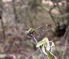 Paragomphus elpidius