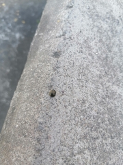 Brachyplatys subaeneus