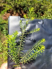 Helichrysum kraussii