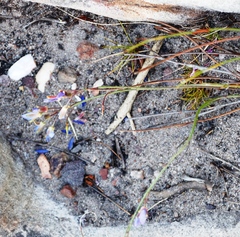 Heliophila linearis linearifolia