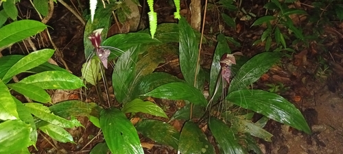 Image of Tacca cristata by (c) Samuel Lee, some rights reserved (CC BY)