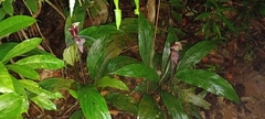 Tacca cristata