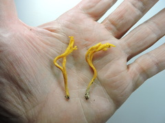 Clavulinopsis corniculata