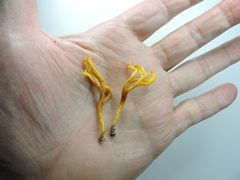 Clavulinopsis corniculata