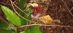 Tacca cristata