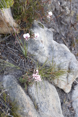 Pelargonium pinnatum