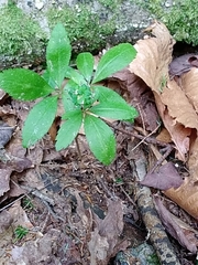 Panax trifolius