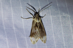 Eucereon costinotata