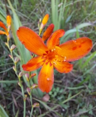 Crocosmia