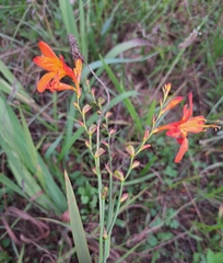 Crocosmia
