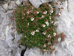 Potentilla clusiana
