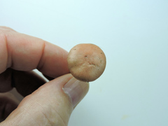 Gomphidius subroseus