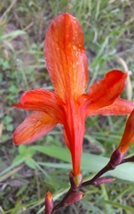 Crocosmia