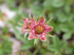 Potentilla clusiana