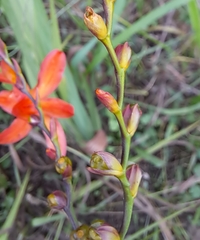 Crocosmia