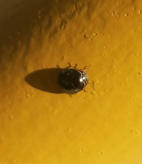 Brachyplatys subaeneus