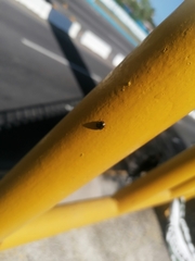 Brachyplatys subaeneus