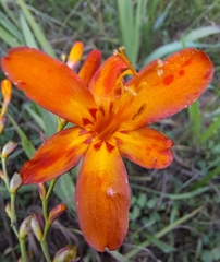 Crocosmia